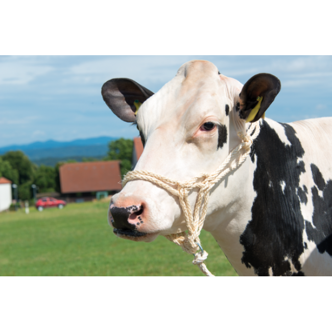 Καπίστρι Βοοειδών Σχοινένιο 