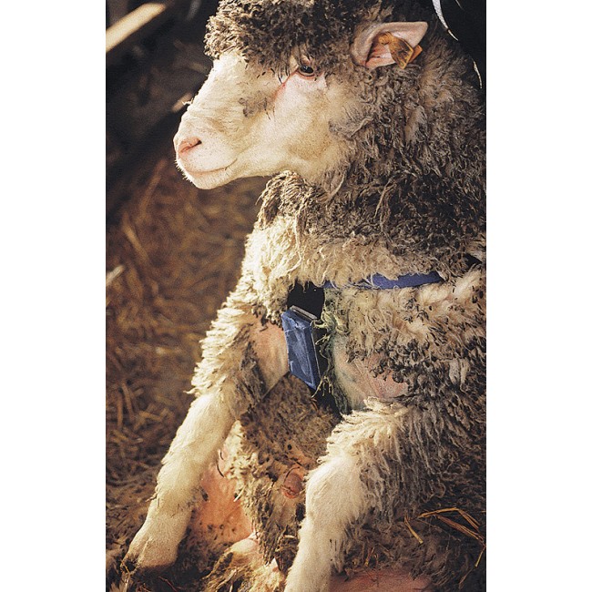 Ιμάντας για Κιμωλία Μαρκαρίσματος 